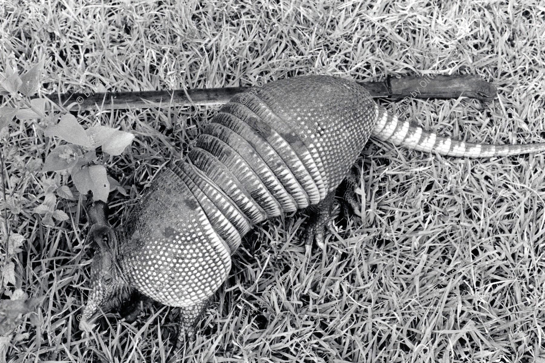 Image of sheet 19930550 photo 21: Gürteltiere werden gerne in der traditionellen Medizin gebraucht. In Nicaragua ist aber die Jagd nach ihnen untersagt. Esteli Nicaragua 1993 √ Armadillo hunted machete Buschmesser
© 1993, Olivia Heussler