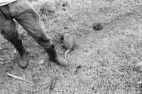 Image of sheet 19930550 photo 22: Geschütztes Gürteltier wurde gefangengenommen. Nicaragua 1993