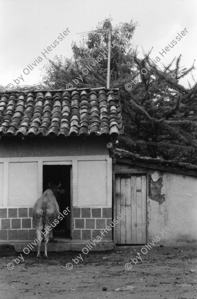 Image of sheet 19930570 photo 2: Eine Kuh sieht fern in Ducuale grande. Wo es keine Auto gibt. Ein Weihrauchgefäss aus präkolumbianischen Zeiten im Museum prehistorischen Precolumbian Condega. Es wurde im Zusammenhang mit Heilungen gebraucht. Der naturheiler Heiler Naturmedizin traditionelle Heilmedizin Don Felix 'bespuckt' ein Kind mit Empacho. Im Schulungszentrum 'La Barranca' werden den Promotores Diplome verteilt. Victoriano Tercero Ibarra, 68 ist ein Heilpflanzensammler aus dem Norden. Vorbereitung für biologisches Insecticid  Bioinsektizid Bio Insektizid, mit Knoblauch angerührt. El Cortijo. Esteli Nicaragua 1993