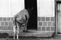 Image of sheet 19930570 photo 3: Eine Kuh sieht fern in Ducuale grande.  Esteli Nicaragua 1993