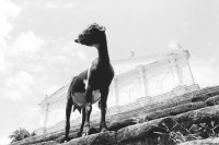 Image of sheet 19930580 photo 15: Das Fett der Ziege wird gerne in der traditionellen Heilmedizin auch gegen 'Empacho' eingesetzt. Granada Nicaragua 1993 √ goat in front of colonial style house building
