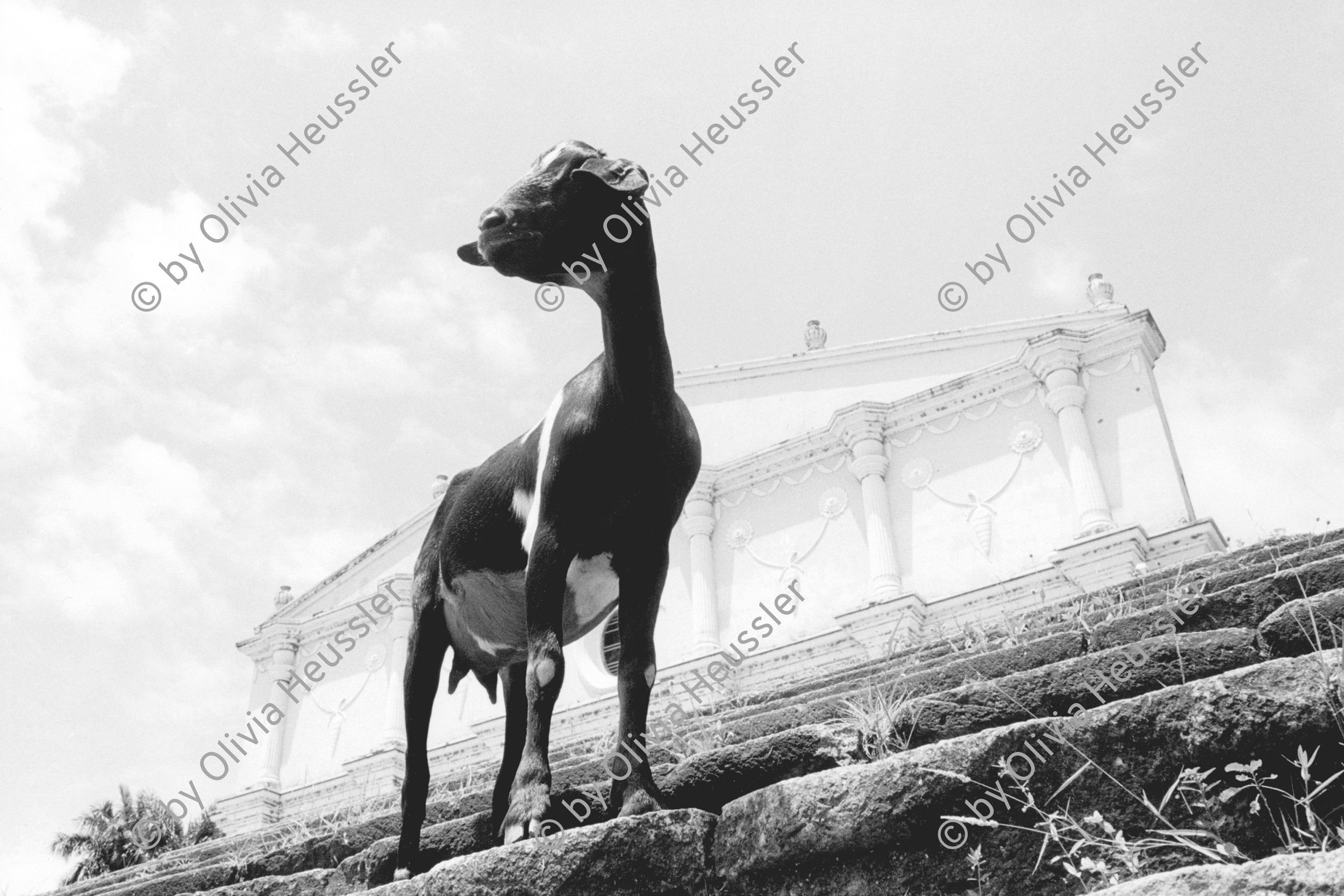 Image of sheet 19930580 photo 15: Das Fett der Ziege wird gerne in der traditionellen Heilmedizin auch gegen 'Empacho' eingesetzt. Granada Nicaragua 1993 √ goat in front of colonial style house building