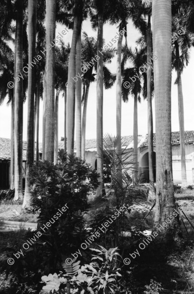 Image of sheet 19930580 photo 17: Am Vulkan Masaya. Das Haus der drei  Kulturen Casa de los tres mundos in Granada in Bau. Der Anbau wird auf traditionelle Art bearbeitet. Schöne Holzarbeiten. Eine Ziege. Palmen im Hof vom Konvent San Francisco, wo die alten Antropromorphen Figuren stehen. Das Haus von aussen. Die alte Ceiba von Granada.Im Spital Carlos Marx mit Schwester Marlene. Sie unterrichtet med. hilfskräfte in Heilmedizin. Nicaragua 1993