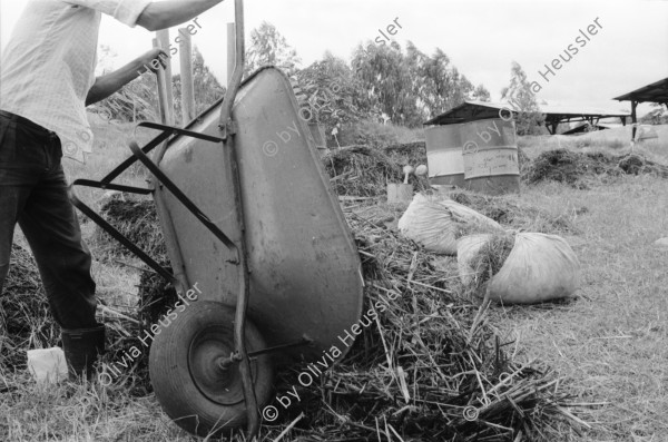 Image of sheet 19930610 photo 2: In der Finca 'El Cortijo'werden Promotores ausgebildet. Pflanzen werden gepflückt, angeschrieben und zwischen Zeitungen gepresst. (Barricada). Portrait Pedro Linger.In der Barranca, einem Schulungszentrum in der Nähe von Esteli, ist der theoretische Kurs. Dort werden aber auch Seifen hergestellt. Einige katholische Nonnen sind dabei. Nicaragua 1993