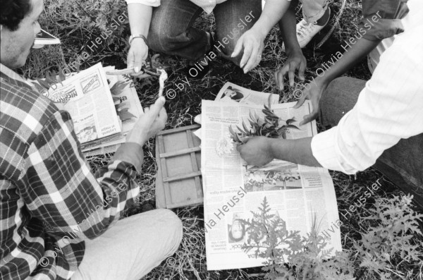 Image of sheet 19930610 photo 5: In der Finca 'El Cortijo'werden Promotores ausgebildet. Pflanzen werden gepflückt, angeschrieben und zwischen Zeitungen gepresst. (Barricada). Portrait Pedro Linger.In der Barranca, einem Schulungszentrum in der Nähe von Esteli, ist der theoretische Kurs. Dort werden aber auch Seifen hergestellt. Einige katholische Nonnen sind dabei. Nicaragua 1993