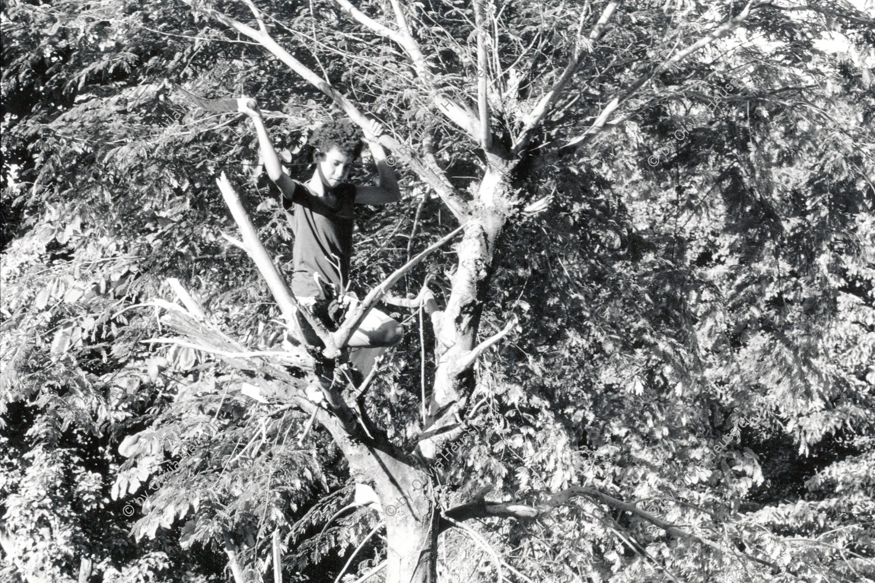 Image of sheet 19930620 photo 23: © 1993, OLIVIA HEUSSLER/ www.clic.li
Eine Junge holzt ein Baum vor seinem Haus ab. Nicaragua 1993 √
Holz Wood child boy tree cutting