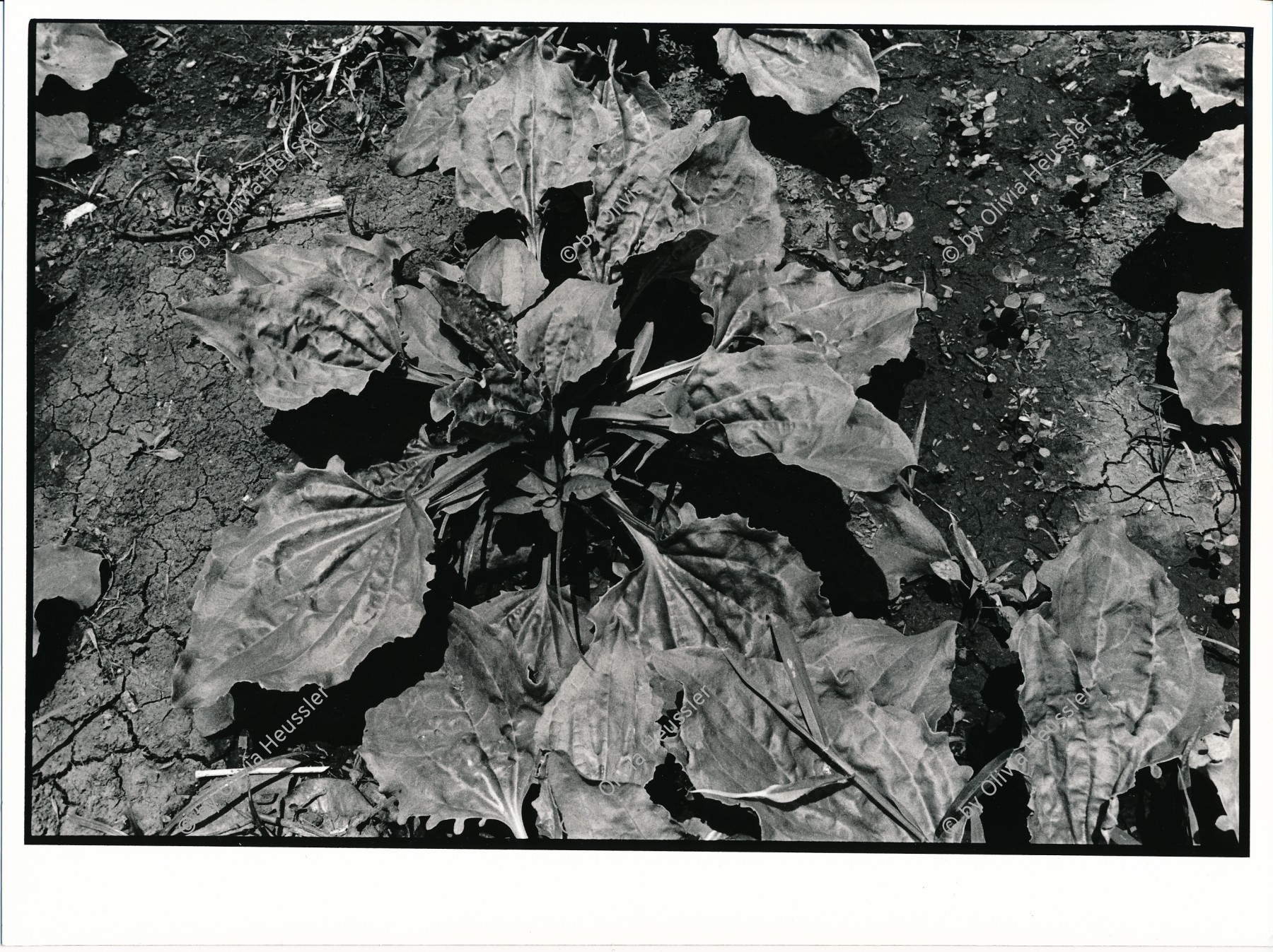 Image of sheet 19930620 photo 26: Llanten, Breitwegerich. Wegerich naturheilmedizin Nicaragua 08.93 1993 ? Plantago mayor, greater plantain
traditional health care medicine natural ISNAYA Naturheilmedizin plants Pflanzen
Zurück von Brot für die Welt