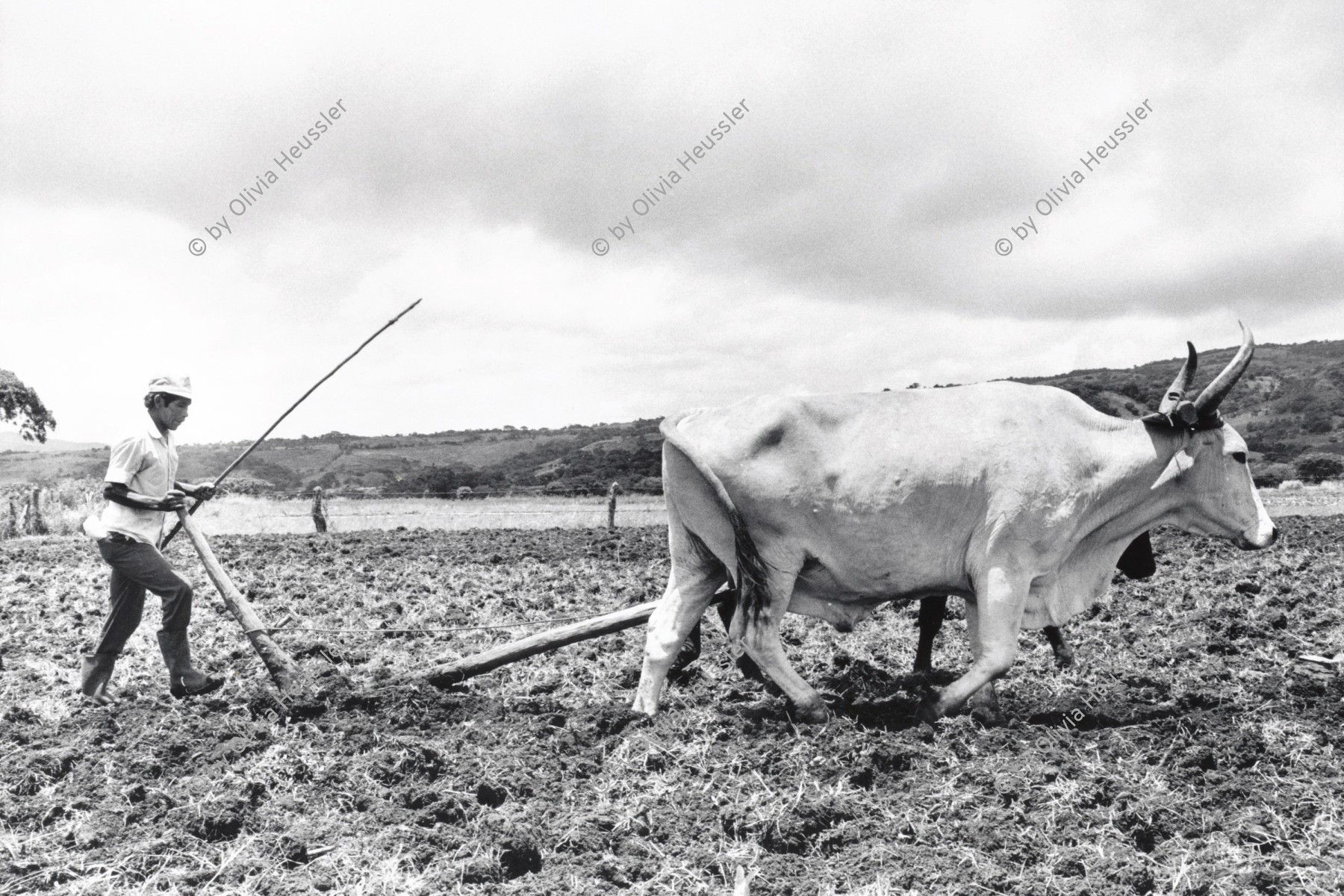 Image of sheet 19930620 photo 36: Das Feld der Acker wird mit Hilfe der Ochsen gepflügt. Nicaragua 1993 √ yoke of oxen field agriculture campesino farmer tiere
 	Bauer auf einem Acker.
Ochsen ziehen einen Pflug. Landwirtschaft Nicaragua 1993

Peasant in a field. Farmer farming agriculture
Oxen pulling a plow


© 1993, Olivia Heussler √