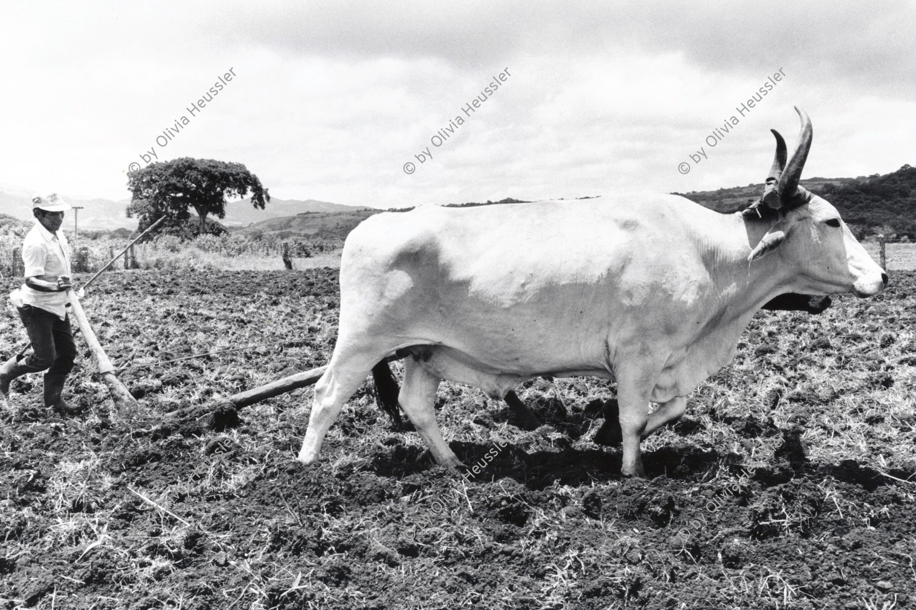 Image of sheet 19930620 photo 37: Das Feld der Acker wird mit Hilfe der Ochsen gepflügt. Nicaragua 1993 √ yoke of oxen field agriculture campesino farmer animal
 	Bauer auf einem Acker.
Ochsen ziehen einen Pflug. Landwirtschaft Nicaragua 1993

Peasant in a field. Farmer farming agriculture
Oxen pulling a plow


© 1993, Olivia Heussler √