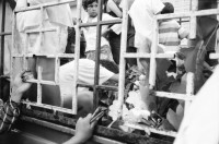 Image of sheet 19930640 photo 25: Kinder im Haus von Juan Alberto Benavides. Portrait. An der Türe. Esteli: Kind steht im Regenmantel an Türe und wartet auf Hurricane. Hurrikan Fluss. Zwei Frauen auf Fahrrad Velo. Trauerzug für Julio Cesar Izcano Perez, 50. Von unbekannten in Chontales umgebracht. Beim Käsekaufen. Nicaragua 1993

traditional health care medicine natural ISNAYA Naturheilmedizin healing healer sobador plants plantas popular