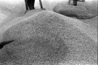 Image of sheet 19930650 photo 11: Reis trocknen. Nicaragua 1993