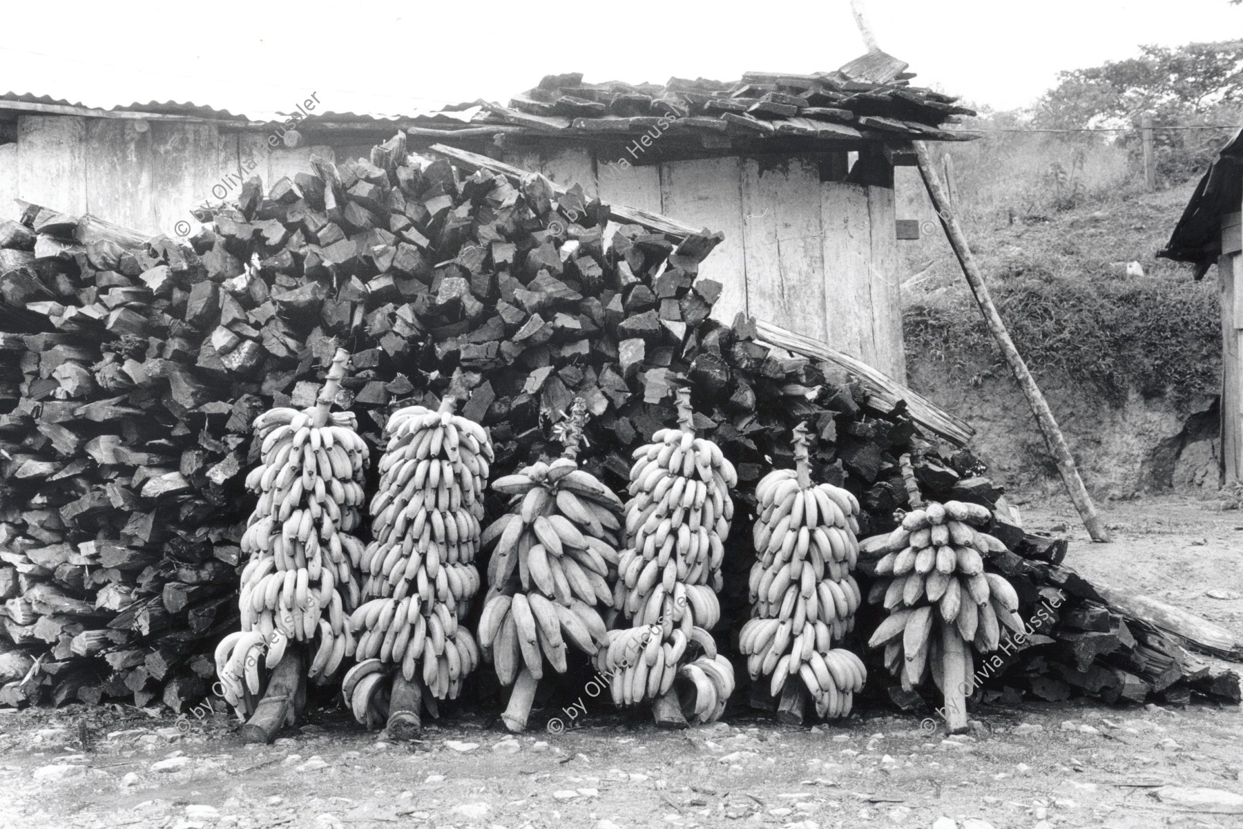 Image of sheet 19930650 photo 3: © 1993, OLIVIA HEUSSLER/ www.clic.li
Bananen stauden stehen vor Holzhurde zum Verkauf bereit. Pantasma Jinotega Nicaragua 1993 √ Bananos Bananas Banane wood holz