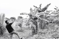 Image of sheet 19930660 photo 12: Der Heiler Don Guillermo Guerrero in seinem Kräutergarten. Die meisten Pflanzen sind durch die Hochwasser zerstört worden. Cosigüina Nicaragua 1993 √ Banana Platanos tree

traditional health care medicine natural ISNAYA Naturheilmedizin healing sobador plants