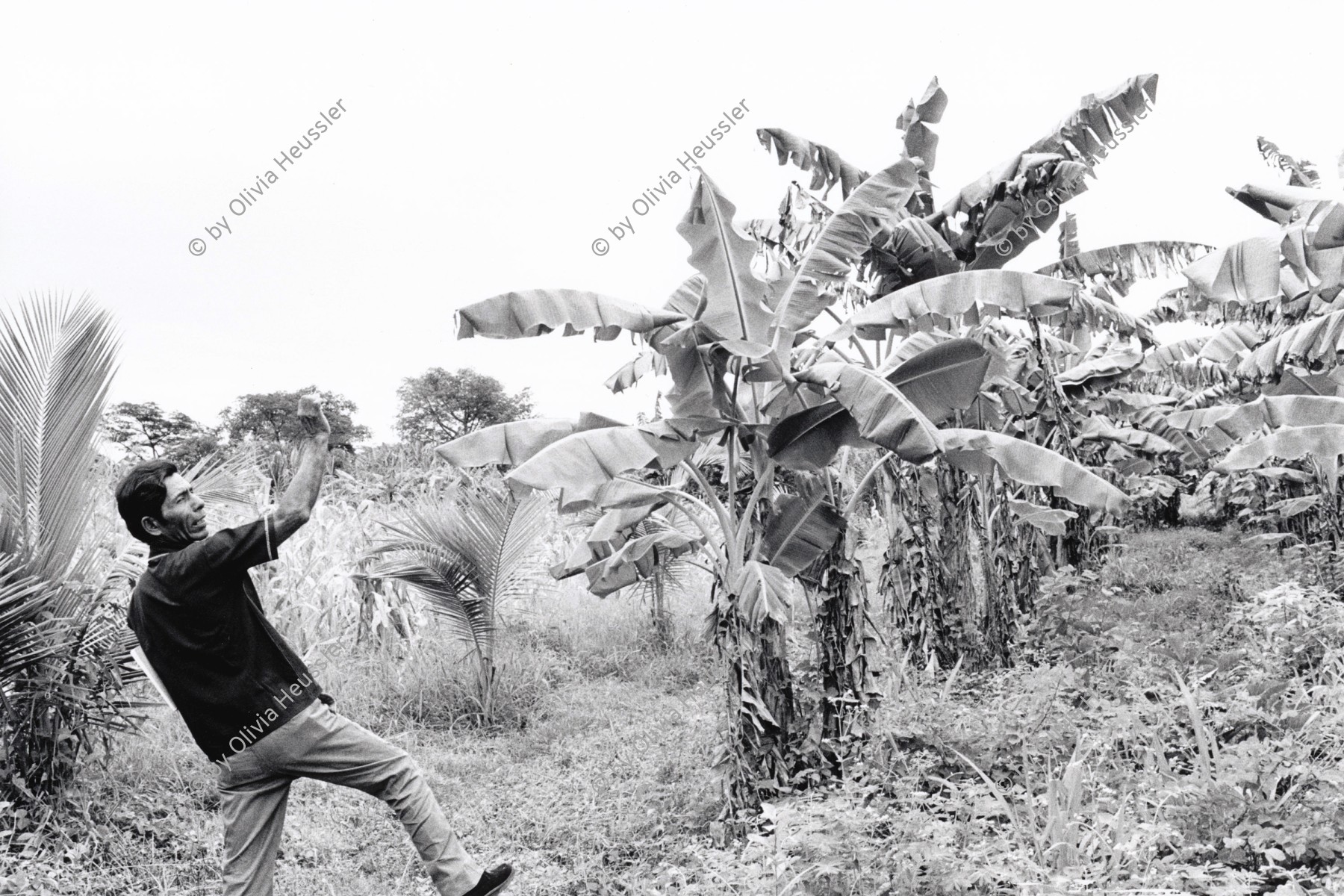 Image of sheet 19930660 photo 12: Der Heiler Don Guillermo Guerrero in seinem Kräutergarten. Die meisten Pflanzen sind durch die Hochwasser zerstört worden. Cosigüina Nicaragua 1993 √ Banana Platanos tree

traditional health care medicine natural ISNAYA Naturheilmedizin healing sobador plants