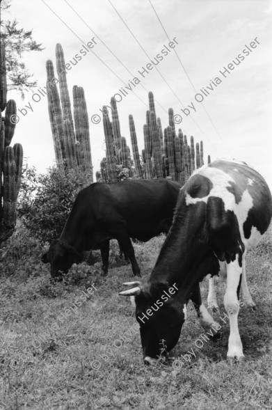 Image of sheet 19930690 photo 17: Portrait Dona Genoveva Zamorra mit ihrem Mann und ihrer Tochter. Kühe vor Kaktus. Brandrodung Jinotepe Barrio Carlos Nunez mit den Schwestern Carmen und Maria Elena (Bild). Nicaragua 1993 traditionelle Heilmedizin Heilerin Healer Healing traditionel health medicine natural