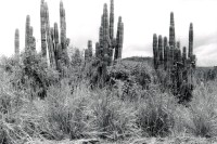 Image of sheet 19930690 photo 19: Kakteen. Pueblo Nuevo Nicaragua 1993 √ plants cactus