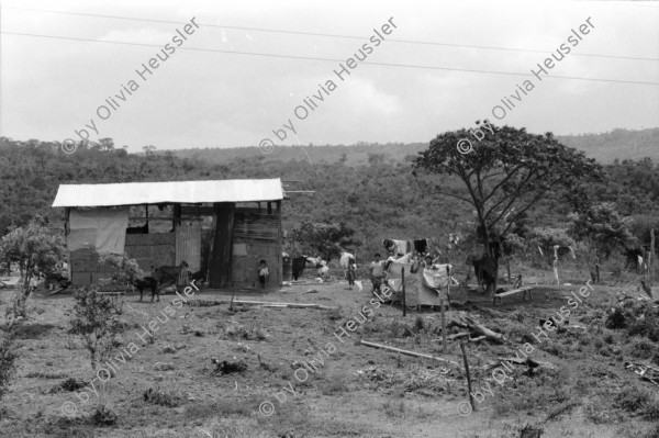 Image of sheet 19930690 photo 21: Portrait Dona Genoveva Zamorra mit ihrem Mann und ihrer Tochter. Kühe vor Kaktus. Brandrodung Jinotepe Barrio Carlos Nunez mit den Schwestern Carmen und Maria Elena (Bild). Nicaragua 1993 traditionelle Heilmedizin Heilerin Healer Healing traditionel health medicine natural