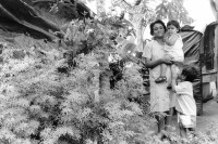 Image of sheet 19930690 photo 25: Das Wissen über die traditionelle Heilmedizin in Nicaragua ist verbreitet. Jinotepe Nicaragua 1993 √ traditional health medicine natural plants healing healer Curandera Indigena mother with baby and kids children in her garden. Mutter mit Kindern in ihrem Garten. 
© 1993, OLIVIA HEUSSLER / www.clic.li