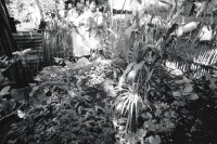 Image of sheet 19930700 photo 17: Die traditionelle Heilmedizin ist in Nicaragua sehr verbreitet. Hier zeigen mir zwei Frauen stolz ihren Kräutergarten. San José de Masatepe Nicaragua 1993 ? traditional natural health care medicine
Zurück von Brot für die Welt
© 1993, OLIVIA HEUSSLER / www.clic.li
ohne Aufkleber