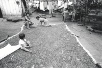 Image of sheet 19930700 photo 23: Bohnen werden auf traditionelle Weise in der Sonne getrocknet. San José de Masatepe Nicaragua 1993 √ frijoles agriculture farmer farming 

© 1993, OLIVIA HEUSSLER / www.clic.li