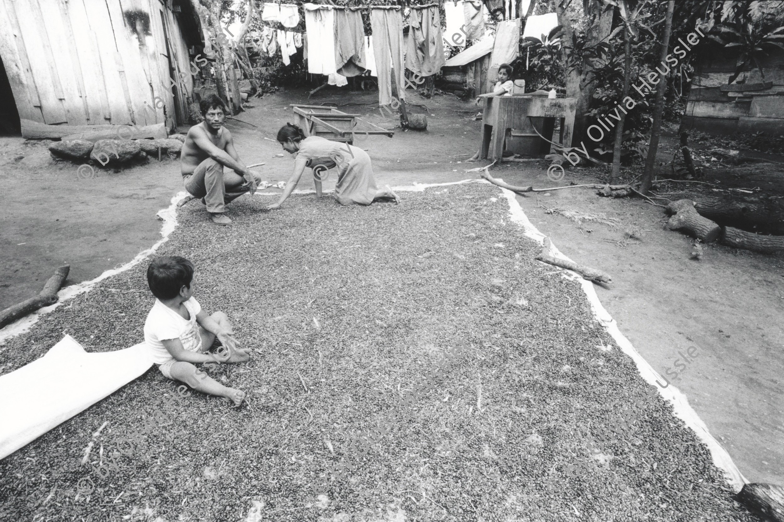Image of sheet 19930700 photo 23: Bohnen werden auf traditionelle Weise in der Sonne getrocknet. San José de Masatepe Nicaragua 1993 √ frijoles agriculture farmer farming 

© 1993, OLIVIA HEUSSLER / www.clic.li