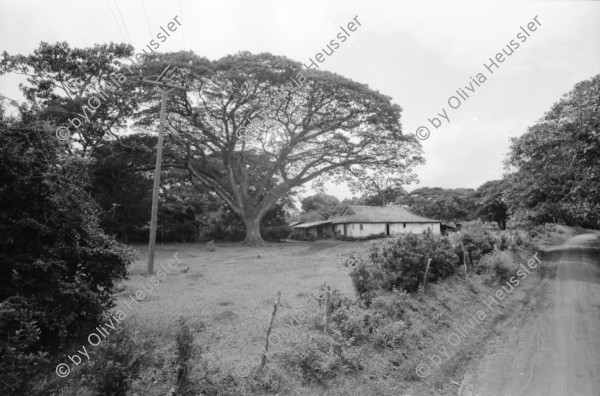 Image of sheet 19930700 photo 34: Zwei kleine Mädchen in Schuluniform  tanzen nach dem Ende der Besetzung von Esteli durch das FROC im Fax  und Post büro Telcor in Esteli. Riccardo auf Fahrrad. Im Garten von Dona in San José de Masatepe. Bohnen trocknen an der Sonne. Frauen machen Rosquillas. Holz aufladen. Gruppenbild mit Damen. Ceiba. Kühe werden gewaschen im Nicaragua See. San Jorge Rivas. Nicaragua 1993