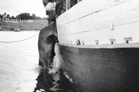 Image of sheet 19930700 photo 35: Ein Rind auf dem Weg ins Wasser. San Jorge, Nicaraguasee 1993 √ Nicaragua 
weil es keinen Steg gibt. 

Por falta de rampa de carga, a las vacas se las echa del transbordador y tienen que nadar hasta la orilla. Lago de Nicaragua, San Jorge, Dpto. de Rivas, 1993


Aus: Der Traum von Solentiname/ The dream of Solentiname p.177