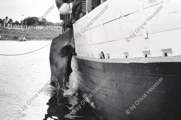 Image of sheet 19930700 photo 35: Ein Rind auf dem Weg ins Wasser. San Jorge, Nicaraguasee 1993 √ Nicaragua 
weil es keinen Steg gibt. 

Por falta de rampa de carga, a las vacas se las echa del transbordador y tienen que nadar hasta la orilla. Lago de Nicaragua, San Jorge, Dpto. de Rivas, 1993


Aus: Der Traum von Solentiname/ The dream of Solentiname p.177