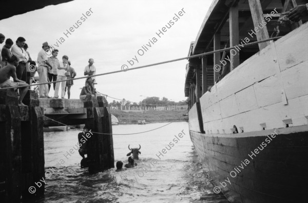 Image of sheet 19930700 photo 36: Rinder werden gewaschen im Nicaragua See. San Jorge Rivas. Nicaragua 1993