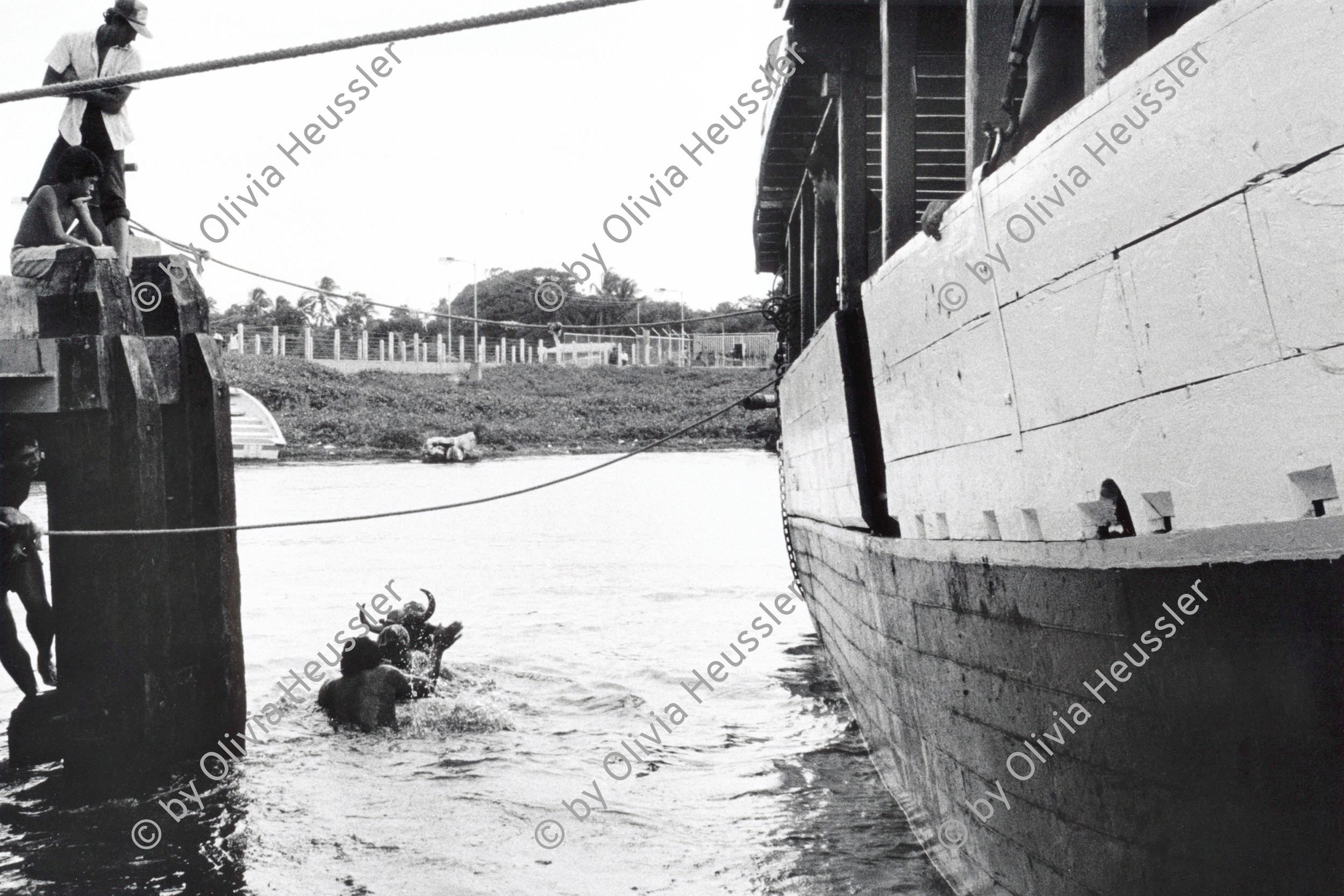 Image of sheet 19930700 photo 37: Kühe werden gewaschen im Nicaragua See. San Jorge Rivas. Nicaragua 1993 √

Por falta de rampa de carga, a las vacas se las echa del transbordador y tienen que nadar hasta la orilla. Lago de Nicaragua, San Jorge, Dpto. de Rivas, 1993
Since there is no loading ramp, the cattle are pushed overboard and have to
swim ashore. Lake Nicaragua, San Jorge, Dep. Rivas, 1993

© 1993, OLIVIA HEUSSLER / www.clic.li