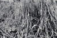 Image of sheet 19930710 photo 23: Nicaragua 1993
Bohnensträucher zur Gewinnung der getrockneteten Bohnen. San José de Masatepe √ Frijoles agriculture