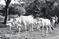 Image of sheet 19930710 photo 24: Ein Bauer bringt die Rinderherde ins Dorf. San José de Masatepe. Nicaragua 1993 √
traditional farmer cattle