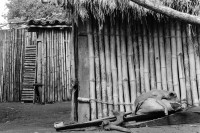 Image of sheet 19930710 photo 27: Ein Hund macht Siesta auf einem Getreidesack.
A dog does siesta on a grain sack Nicaragua 8.93