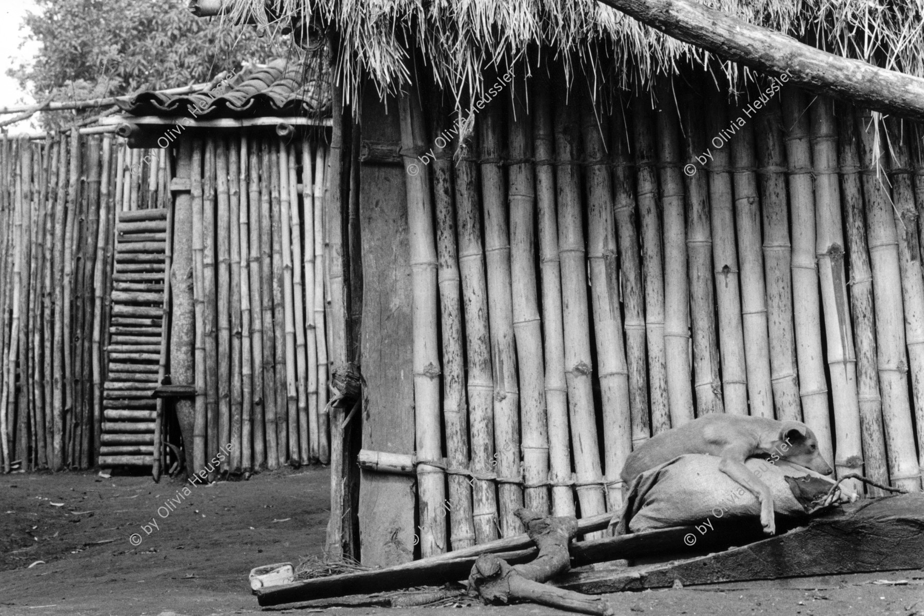 Image of sheet 19930710 photo 27: Ein Hund macht Siesta auf einem Getreidesack.
A dog does siesta on a grain sack Nicaragua 8.93