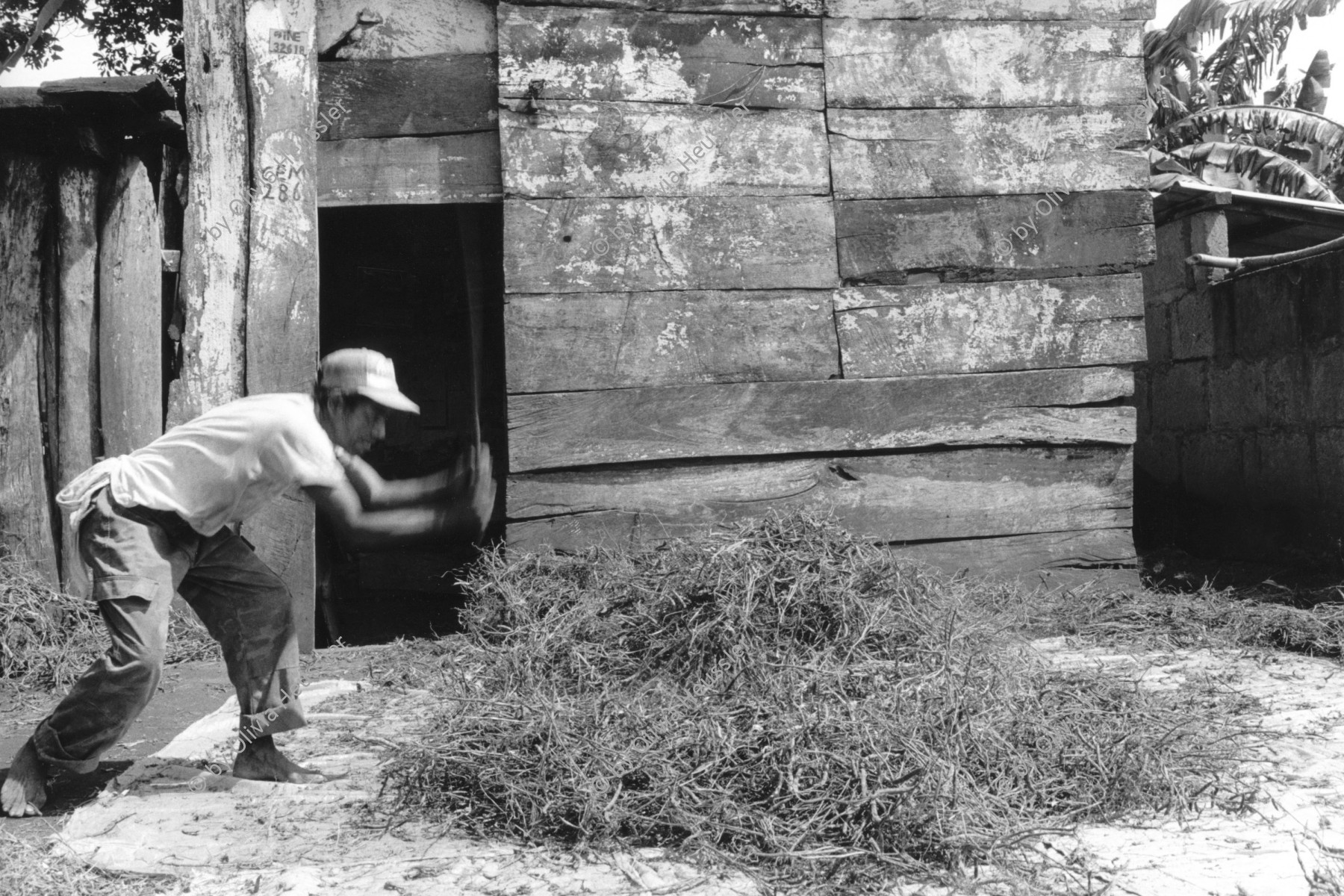 Image of sheet 19930710 photo 34: Ein Bauer trennt die schwarzen Bohnen von den Stauden. San José de Masatepe. Nicaragua 1993 √
traditional natural farming