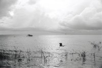 Image of sheet 19930750 photo 15: K