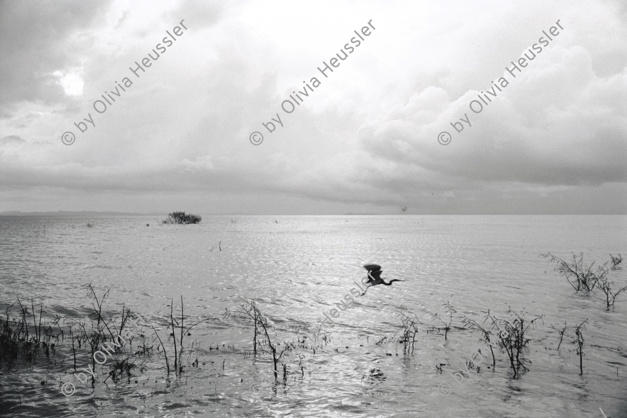 Image of sheet 19930750 photo 15: K