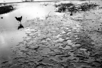 Image of sheet 19930750 photo 8: In Nicaragua leiden auch die Tiere unter dem starken Regen. Es gab  Ueberschwemmmungenn im ganzen Land. Ometepe Nicaragua  Zentralamerika centralamerica Lago de Nicaragua lake bird chicken sweetwater beach sand cost island Insel 1993
© 1993, Olivia Heussler √