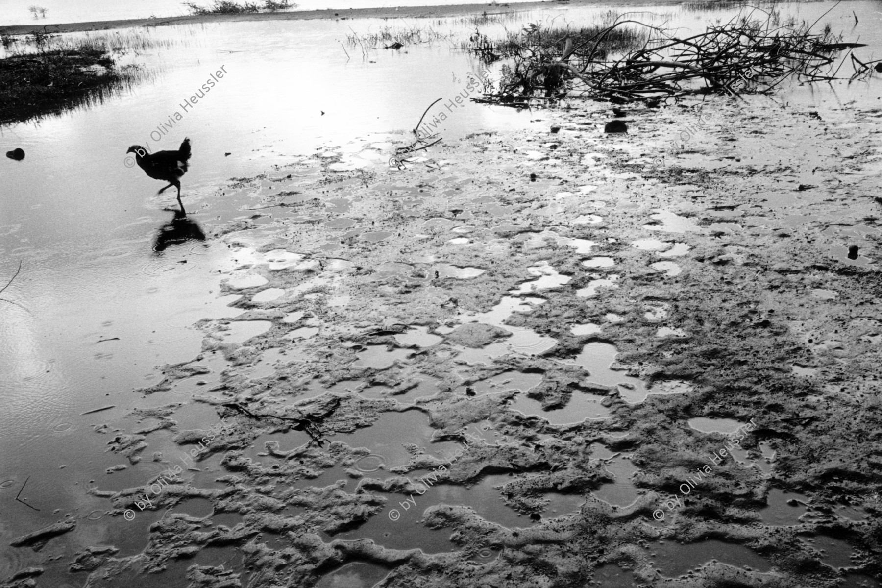 Image of sheet 19930750 photo 8: In Nicaragua leiden auch die Tiere unter dem starken Regen. Es gab  Ueberschwemmmungenn im ganzen Land. Ometepe Nicaragua  Zentralamerika centralamerica Lago de Nicaragua lake bird chicken sweetwater beach sand cost island Insel 1993
© 1993, Olivia Heussler √