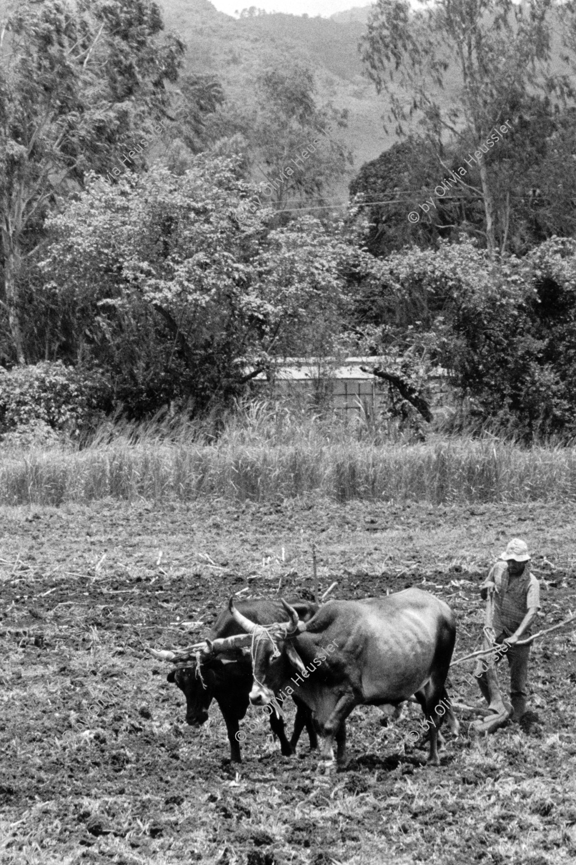 Image of sheet 19930760 photo 8: Bauer Ochsenpflug auf Acker. Farmer Ox-plow on field Pantasma Jinotega Nicaragua harvest farming field campo campesino animal ox Central america 1993
√ © 1993, Olivia Heussler