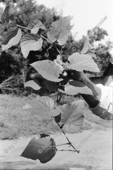 Image of sheet 19930770 photo 29: Pueblo Nuevo. Nicaragua 1993 √ Medical center Health