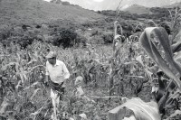 Image of sheet 19930800 photo 10: Heiler Curandero Juan Alberto Benavidez in einem Maisfeld bei Pueblo Nuevo, Nicaragua 1993 √

traditonal health car medical natural medicine plants healer healing Curandero