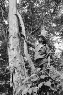 Image of sheet 19930800 photo 23: Gregorio Canales Rodriguez zeigt mir ein Baum von dem aus der Rinde Perubalsam gewonnen wird. Nicaragua 1993
health traditionelle Heilmedizin Curandero Natur Pflanzen Machete medicina popular natural medicine man Mann 
Zurück von Brot für die Welt
