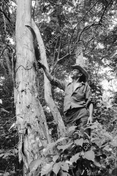 Image of sheet 19930800 photo 23: Gregorio Canales Rodriguez zeigt mir ein Baum von dem aus der Rinde Perubalsam gewonnen wird. Nicaragua 1993
health traditionelle Heilmedizin Curandero Natur Pflanzen Machete medicina popular natural medicine man Mann 
Zurück von Brot für die Welt