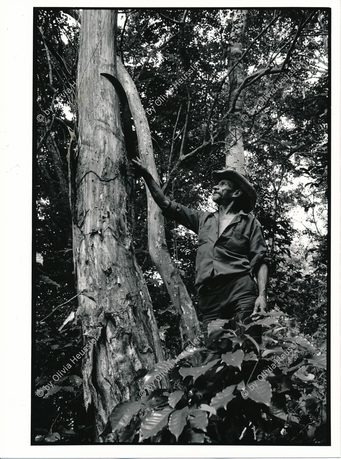 Image of sheet 19930800 photo 23: Gregorio Canales Rodriguez zeigt mir ein Baum von dem aus der Rinde Perubalsam gewonnen wird. Nicaragua 1993
health traditionelle Heilmedizin Curandero Natur Pflanzen Machete medicina popular natural medicine man Mann 
Zurück von Brot für die Welt