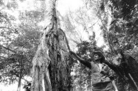 Image of sheet 19930800 photo 30: Ein Heiler gewinnt die Rinde des Balsambaums, Pueblo Nuevo, Nicaragua 1993.
Myroxylon balsamum var. pereirae Balsamo Tree 
traditonal health car medical natural medicine plants healer healing
