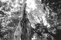 Image of sheet 19930800 photo 31: Ein Heiler zeigt mir eine Baum von dem aus der Rinde Perubalsam gewonnen wird, Pueblo Nuevo, Nicaragua 1993.
 Balsamo Tree
traditonal health car medical natural medicine plants healer healing