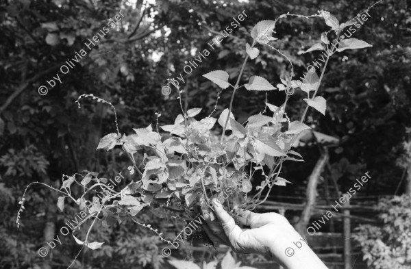 Image of sheet 19930820 photo 16: Juan Alberto Benavidez in seiner Küche. Im Garten steht Alberto und zeigt mir seine Pflanzen die er in der Veterinärmedizin gebraucht. Naturheilmedizin traditionelle Medizin Unabhängigkeitstag in Esteli. 15.09.Parade. FROC Angehörige und 2. Jefe Pedro. in der Zona Enclave San Jacinto, auf dem weg nach Yali. (Venezia.) Esteli Segovias Nicaragua 1993