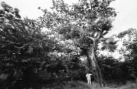 Image of sheet 19930820 photo 8: Der Heiler Juan Alberto Benavidez bei sich zu Hause in Pueblo Nuevo. Nicaragua 1993
Balsamo Baum Health traditionelle Heilmedizin Natur Pflanzenwelt Curandero medicine medicina popular
von Brot für die Welt zurück