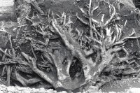 Image of sheet 19930870 photo 31: Diese Wurzeln gehören einem Baum, der von den Wassermassen unterspühlt wurde und stürzte. Esteli Nicaragua 1993 √ Water Hurricane